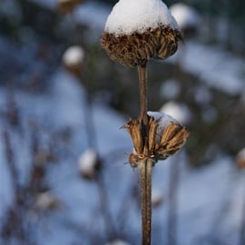 Phlomis seed heads
