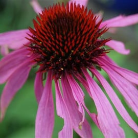 Echinacea purpurea