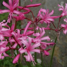 Nerine bowdenii