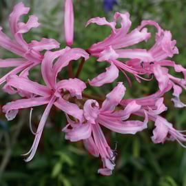 Nerine bowdenii
