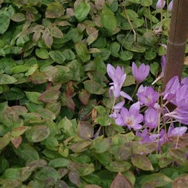 Epimedium and Colchicum