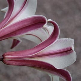 Lilium regale