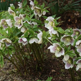 Helleborus orientalis subsp guttatis