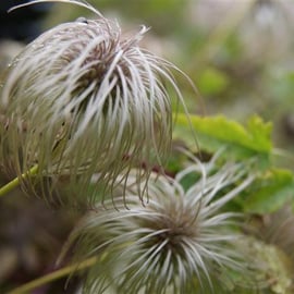 Clematis tangutica seed heads