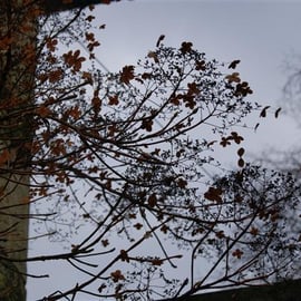 Hydrangea petiolaris