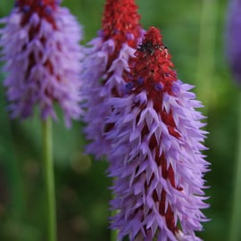 Primula vialii