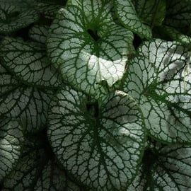 Brunnera macrophylla 'Jack Frost'