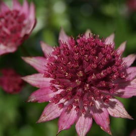 Astrantia 'Roma'