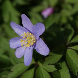 Anemone nemorosa 'Robinsoniana'