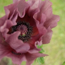 Papaver 'Patty's Plum'