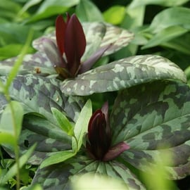 Trillium chloropetalum