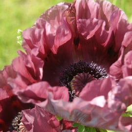 Papaver 'Patty's Plum'