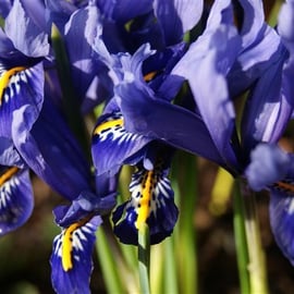 Iris reticulata 'Harmony'