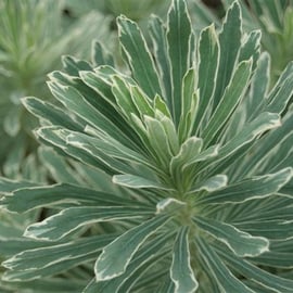 Euphorbia 'Silver Swan'