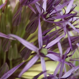 Allium cristophii