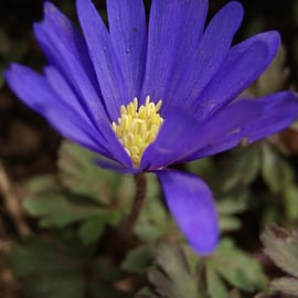 Anemone blanda blue