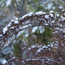 Snowy spiraea
