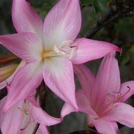 Crinum powelii