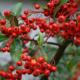 Pyracantha coccinea 'Lalandei'