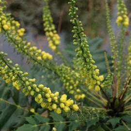 Mahonia x media 'Charity'