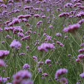 Verbena bonariensis