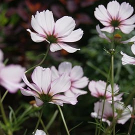 Cosmos 'Candy Stripe'
