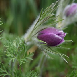 Pulsatilla vulgaris