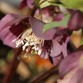 Helleborus orientalis