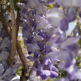Wisteria sinensis