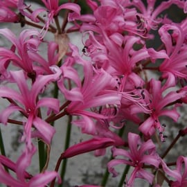 Nerine bowdenii