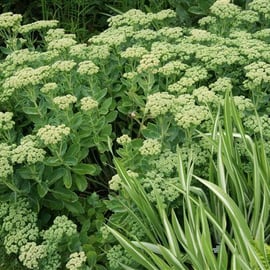 Sedum 'Iceberg' and Iris pallida
