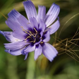 Catananche caerulea