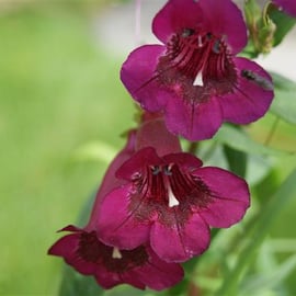 Penstemon 'Vesuvius'