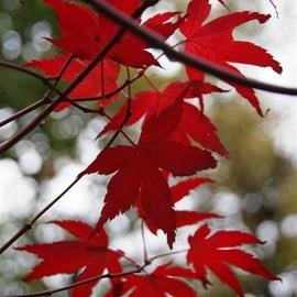 Acer spp