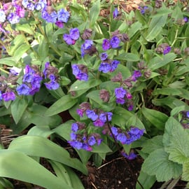 Pulmonaria 'Blue Ensign'