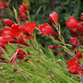 Schizostylis coccinea