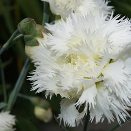 Dianthus 'Mrs Sinkins'