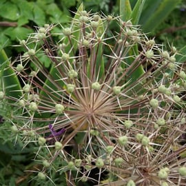 Allium christophii seed head