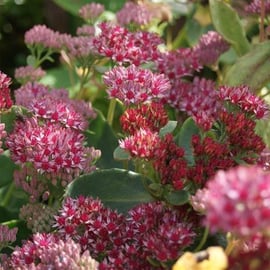 Sedum 'Spectabile'