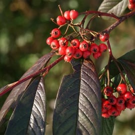 Cotoneaster berries