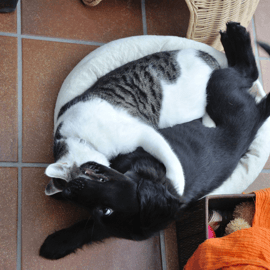 Toffee (Sanibelbreeze Fancy Bittersweet Toffee)