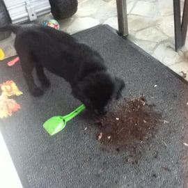 Blacky (Sanibelbreeze Follower)