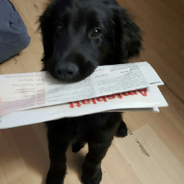 Balou (Sanibelbreeze Forget the Rules)