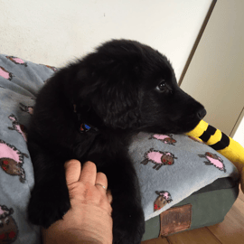 Flück (Sanibelbreeze Full of Joy)