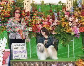 ハバニーズ 　2019/5/4ドッグショーチャンピオン ハバニーズ専門ブリーダー ブリリアントハバニーズ　モフモフ　可愛い犬