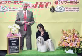 ハバニーズ 2018/12/8ドッグショーチャンピオン ハバニーズ専門ブリーダー ブリリアントハバニーズ　モフモフ　可愛い犬　モフモフ　可愛い犬