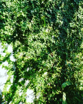 講師：米川 和子|つる・籐で編む かご編み | Studio Work Shop |...and flower