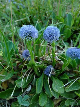 Globularia bisnagarica L.