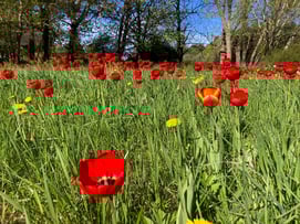 Red tulips growing amidst green grass in Kurzeme, Latvia
