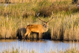 Hirschbrunft in Deutschland
